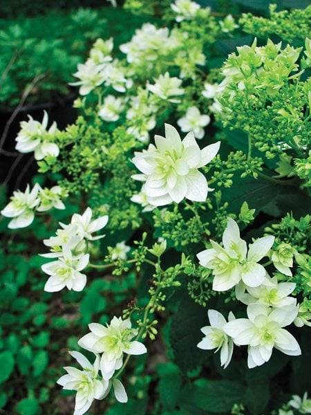 Hayes Starburst, Hydrangea Arborescens
I Love This Plant
Garden Design
Calimesa, CA