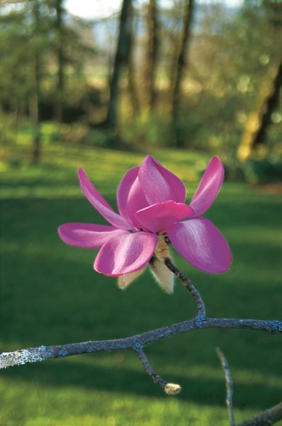 Lanarth Magnolia, Magnolia Campbellii
I Love This Plant
Garden Design
Calimesa, CA