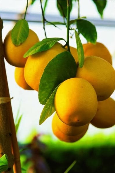 Lemons, Wilson Lemon
I Love This Plant
Garden Design
Calimesa, CA