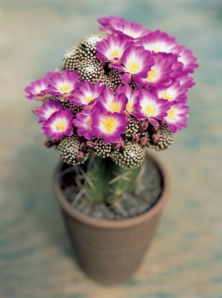 Lumpstick, Mammillaria Luethyi
I Love This Plant
Garden Design
Calimesa, CA
