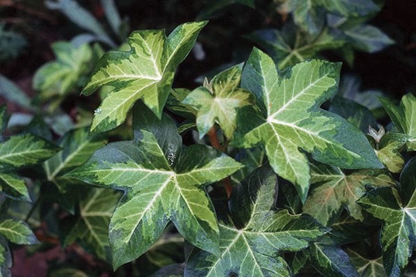 Nepal Ivy, Hedera Nepalensis
I Love This Plant
Garden Design
Calimesa, CA