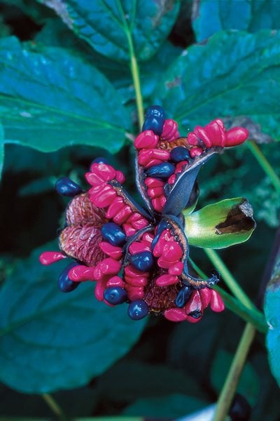 : Paeonia Obovate, Herbaceous Peony
I Love This Plant
Garden Design
Calimesa, CA