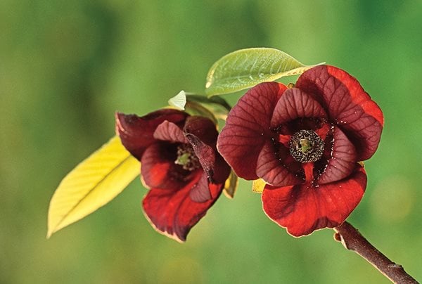 Pawpaw Flower, Asimina Triloba
I Love This Plant
Garden Design
Calimesa, CA