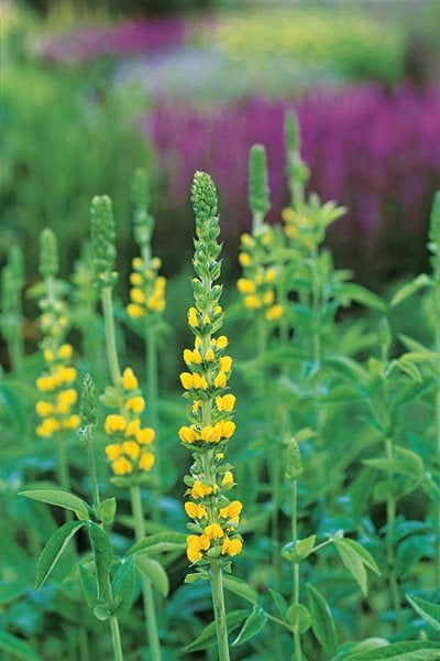 Thermopsis
I Love This Plant
Garden Design
Calimesa, CA