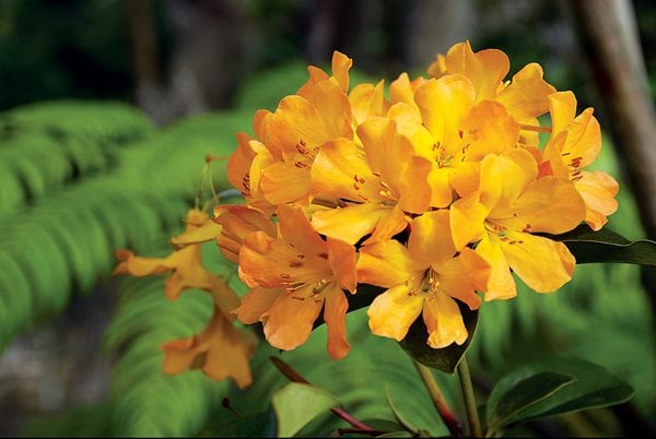 Vireya Rhodendron, Orange Flower
I Love This Plant
Garden Design
Calimesa, CA