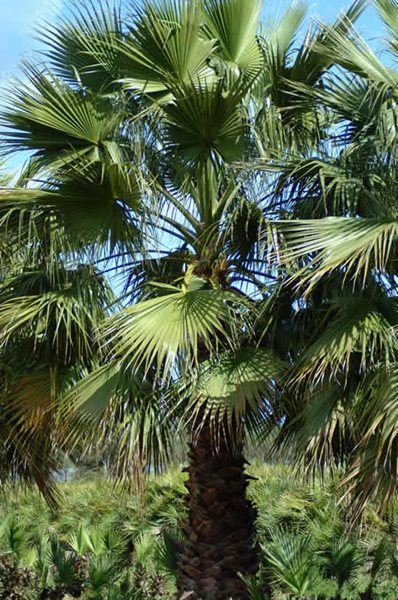 Internationally Popular Drought Resistant Plants
Garden Design
Calimesa, CA