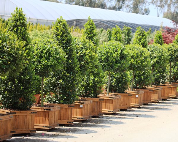 Internationally Popular Drought Resistant Plants
Garden Design
Calimesa, CA