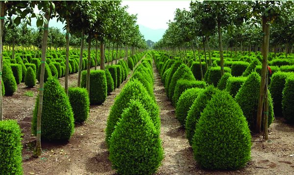 Internationally Popular Drought Resistant Plants
Garden Design
Calimesa, CA