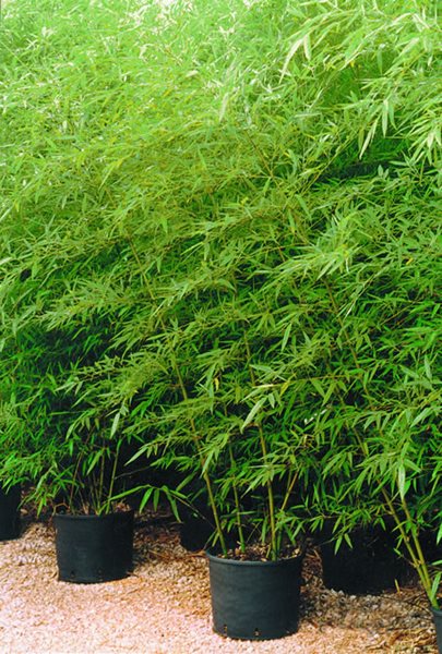 Internationally Popular Drought Resistant Plants
Garden Design
Calimesa, CA