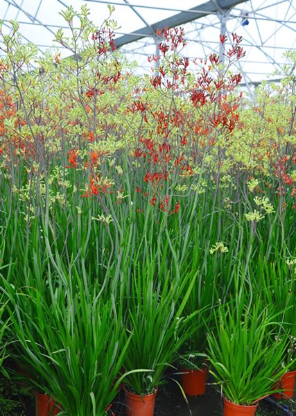 Internationally Popular Drought Resistant Plants
Garden Design
Calimesa, CA