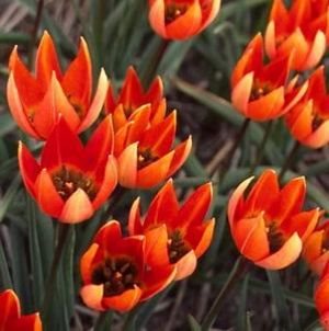 Jacqueline van der Kloet's Favorite Tulips Gallery Garden Design