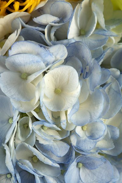 Lee James — Floral Design
Garden Design
Calimesa, CA