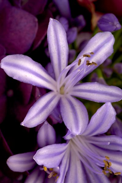Lee James — Floral Design
Garden Design
Calimesa, CA