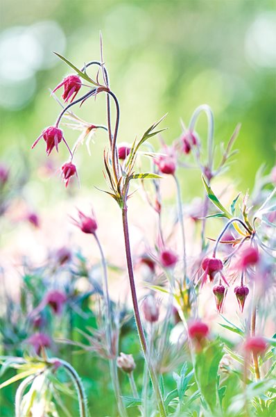 Lessons from Chanticleer
Garden Design
Calimesa, CA