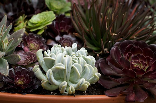 LongHouse Reserve Planters: On & Off the Ground Competition Winners
Garden Design
Calimesa, CA