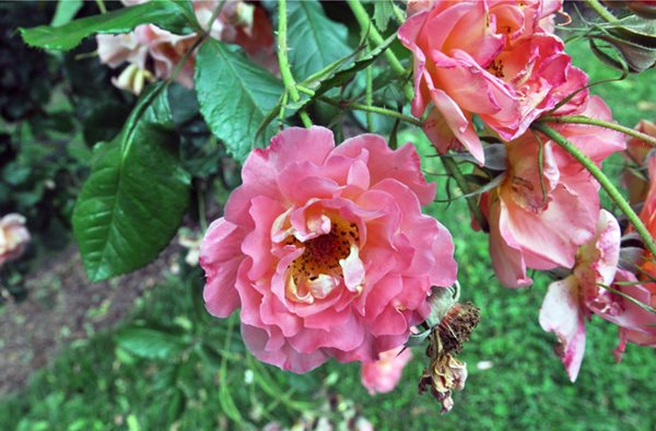 Lyndhurst's Rose Garden
Lyndhurst
Tarrytown, NY