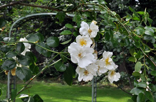 Lyndhurst's Rose Garden
Lyndhurst
Tarrytown, NY