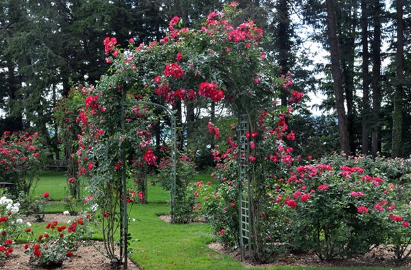 Lyndhurst's Rose Garden
Lyndhurst
Tarrytown, NY