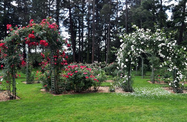 Lyndhurst's Rose Garden
Lyndhurst
Tarrytown, NY