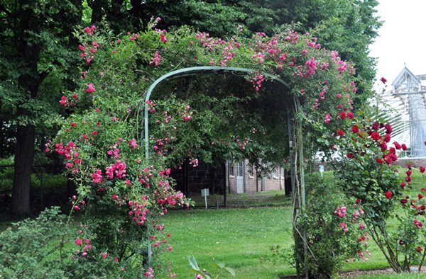 Lyndhurst's Rose Garden
Lyndhurst
Tarrytown, NY