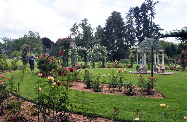 Lyndhurst's Rose Garden
Lyndhurst
Tarrytown, NY