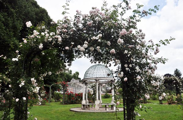 Lyndhurst's Rose Garden
Lyndhurst
Tarrytown, NY