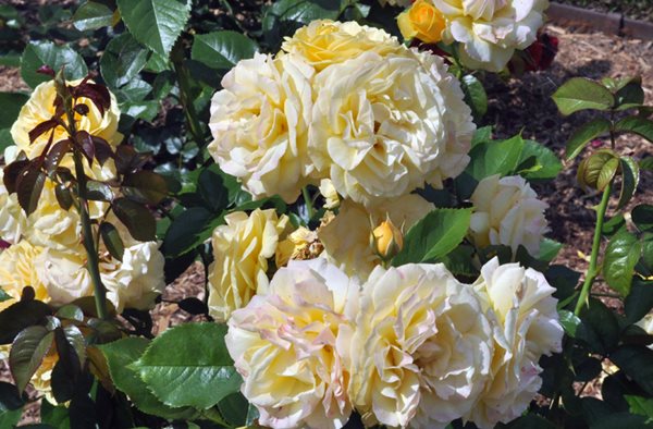 Lyndhurst's Rose Garden
Lyndhurst
Tarrytown, NY