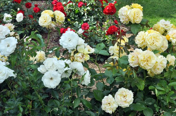 Lyndhurst's Rose Garden
Lyndhurst
Tarrytown, NY