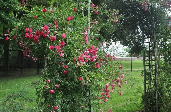 Lyndhurst's Rose Garden
Lyndhurst
Tarrytown, NY
