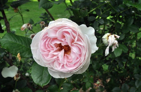 Lyndhurst's Rose Garden
Lyndhurst
Tarrytown, NY