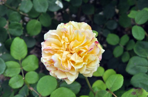 Lyndhurst's Rose Garden
Lyndhurst
Tarrytown, NY