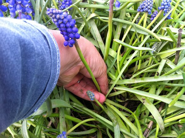 Muscari for Mother's Day
Garden Design
Calimesa, CA