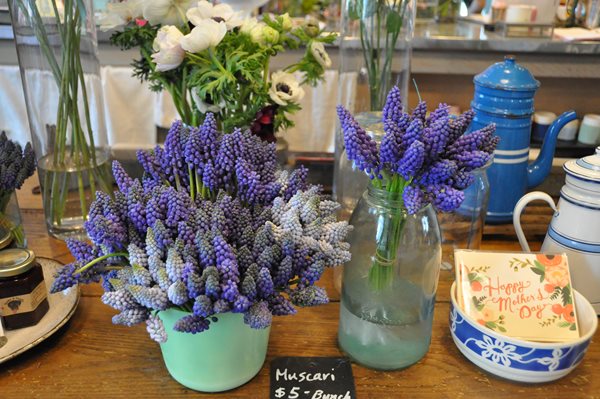 Muscari for Mother's Day
Garden Design
Calimesa, CA