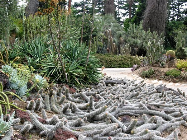 National Public Gardens
Garden Design
Calimesa, CA