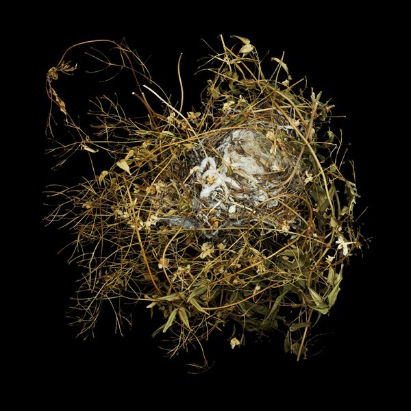 Nests and the Birds That Built Them
Garden Design
Calimesa, CA