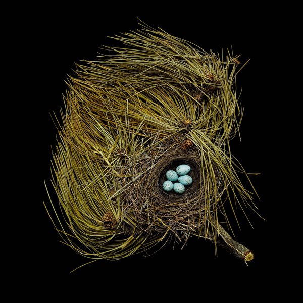 Nests and the Birds That Built Them
Garden Design
Calimesa, CA