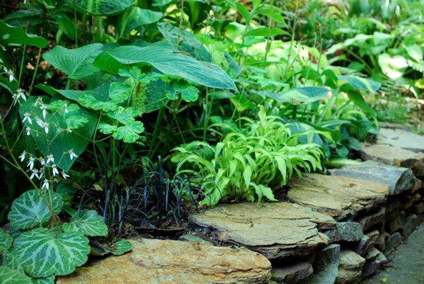 North Carolina Woodland Reverie
Garden Design
Calimesa, CA