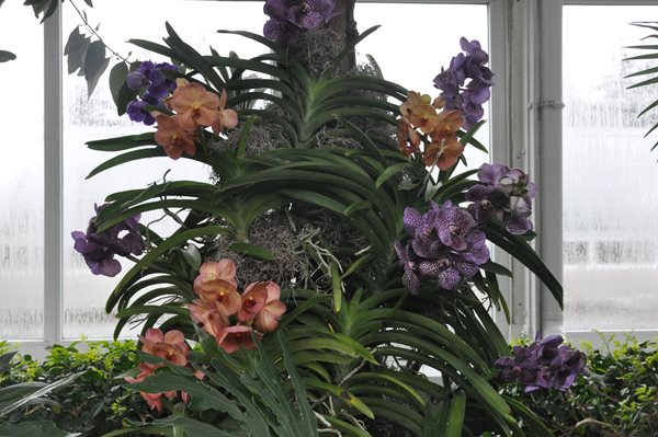 NYBG Orchid Show: Patrick Blanc
Garden Design
Calimesa, CA