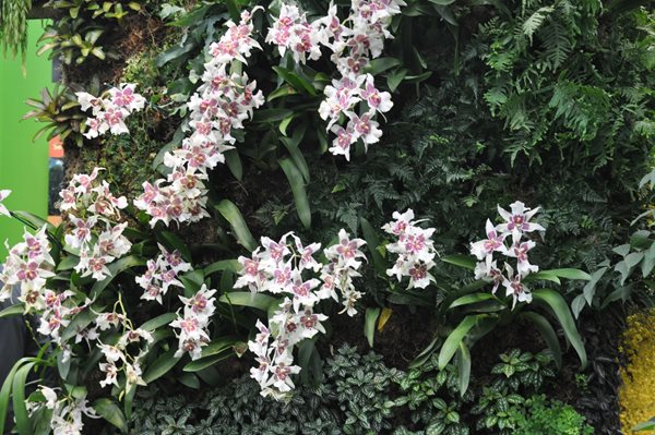 NYBG Orchid Show: Patrick Blanc
Garden Design
Calimesa, CA