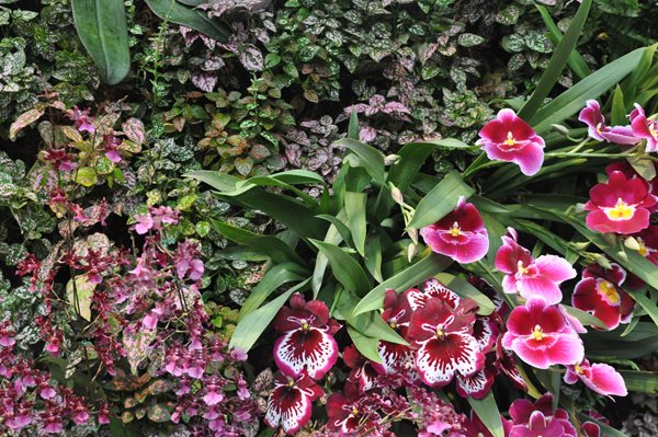 NYBG Orchid Show: Patrick Blanc
Garden Design
Calimesa, CA