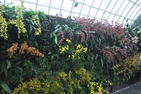 NYBG Orchid Show: Patrick Blanc
Garden Design
Calimesa, CA