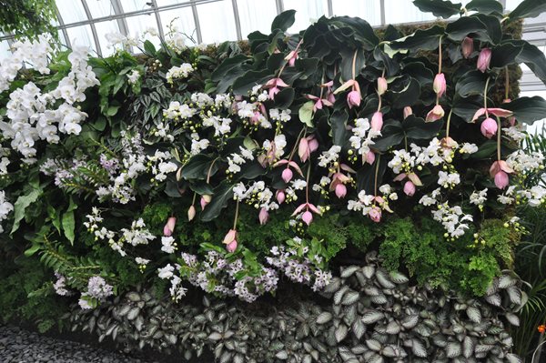 NYBG Orchid Show: Patrick Blanc
Garden Design
Calimesa, CA