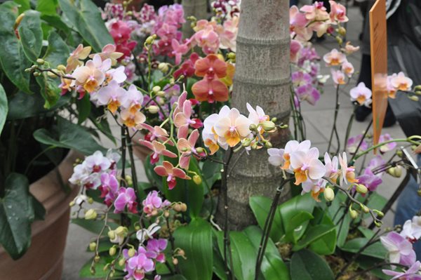 NYBG Orchid Show: Patrick Blanc
Garden Design
Calimesa, CA