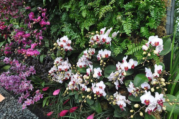 NYBG Orchid Show: Patrick Blanc
Garden Design
Calimesa, CA