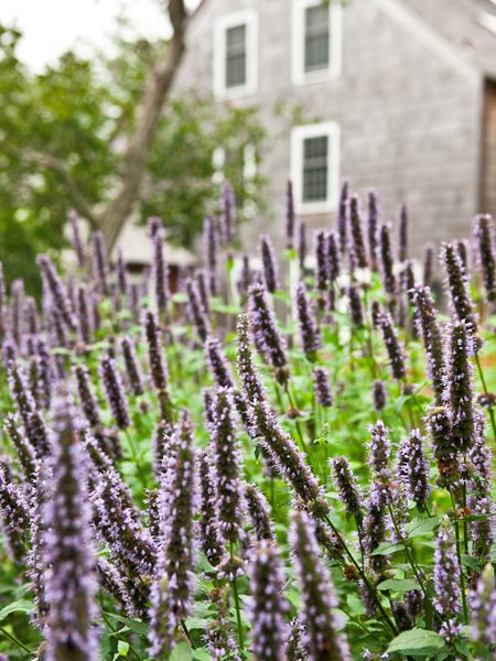 Oehme, van Sweden Hamptons Garden
Garden Design
Calimesa, CA