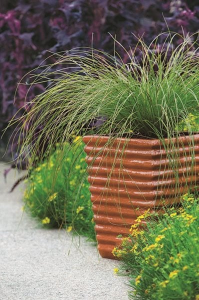 Grasses for pots discount