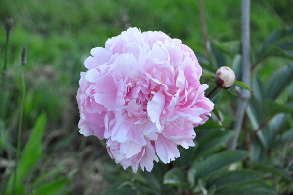 Peonies and Garden Roses
Garden Design
Calimesa, CA