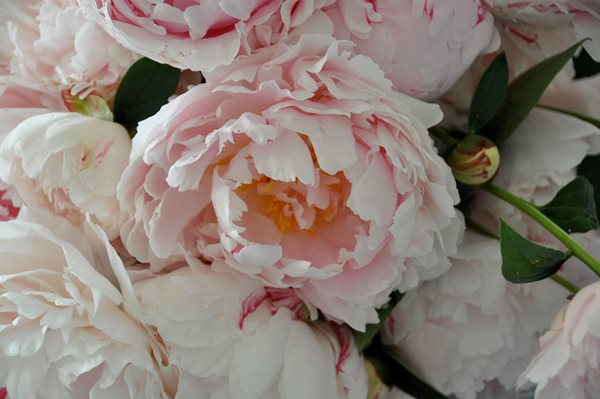 Peonies and Garden Roses
Garden Design
Calimesa, CA
