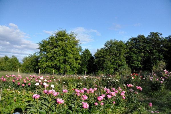 Peonies and Garden Roses
Garden Design
Calimesa, CA
