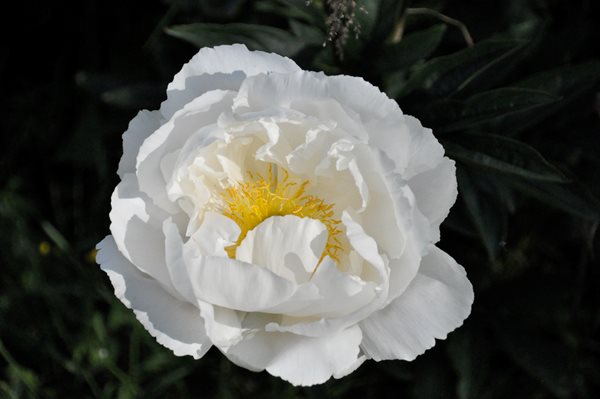 Peonies and Garden Roses
Garden Design
Calimesa, CA